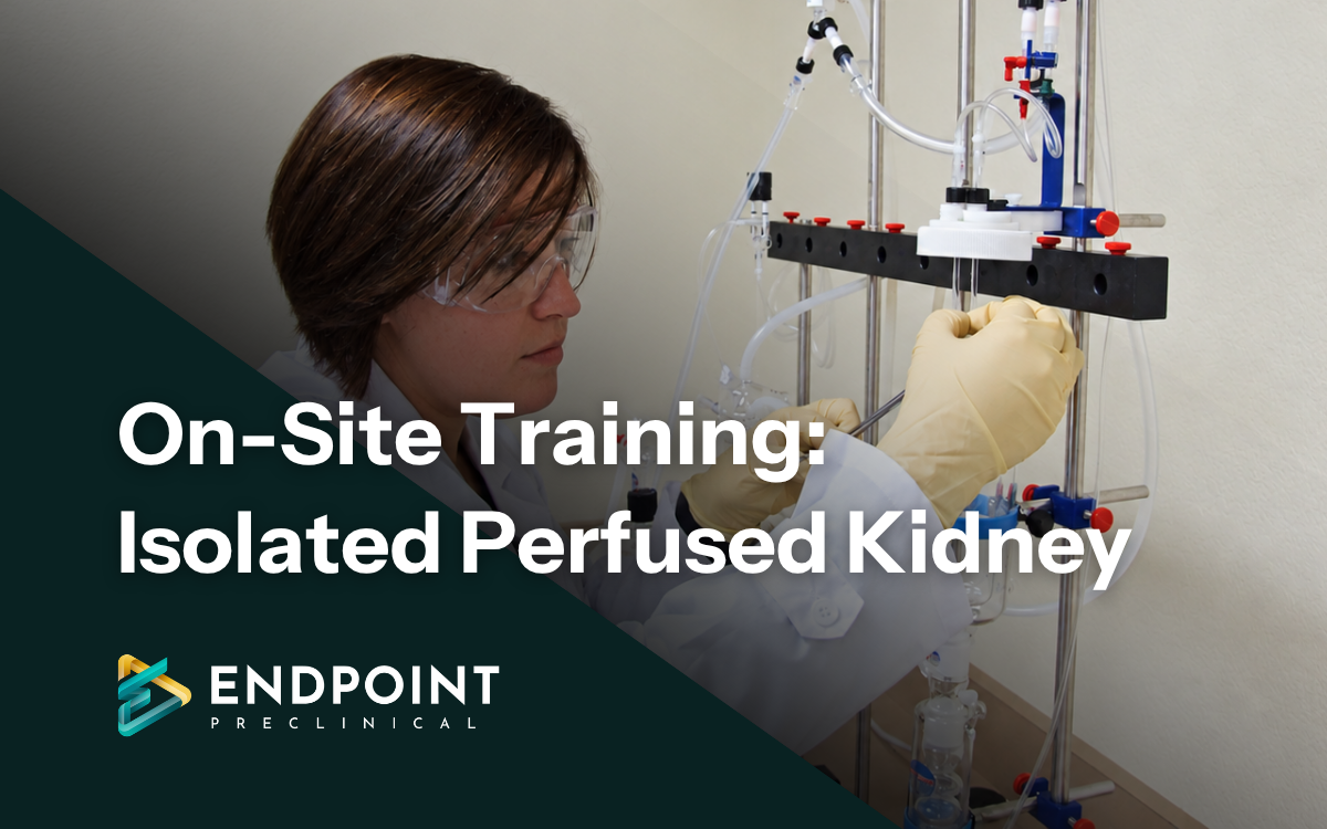 Perfused Kidney Banner Image_F1_R2